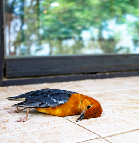 Templestowe Dead Animal Removal