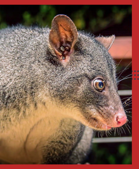 Possum Removal Templestowe